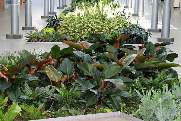 interior tropical plants and design in Atlantic City NJ 